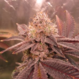 Gorilla Breath 4.JPG