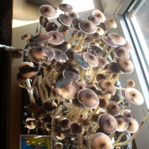 DSCN1455