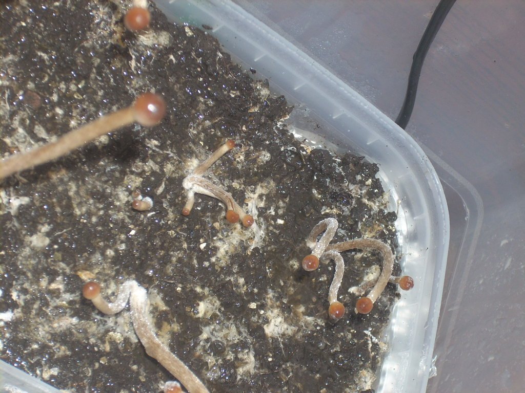 DSCN1518