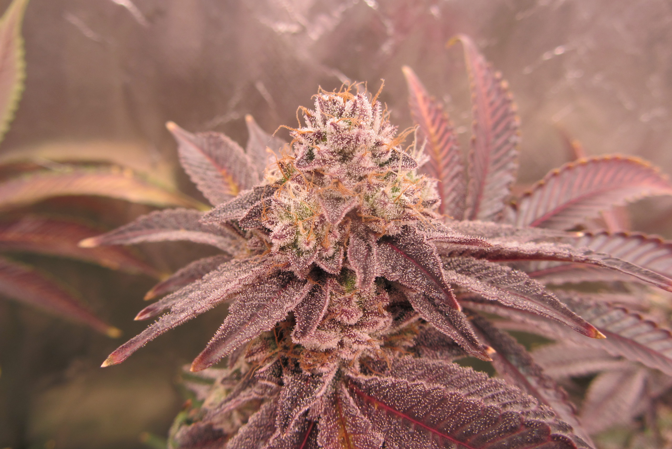 Gorilla Breath 7.JPG