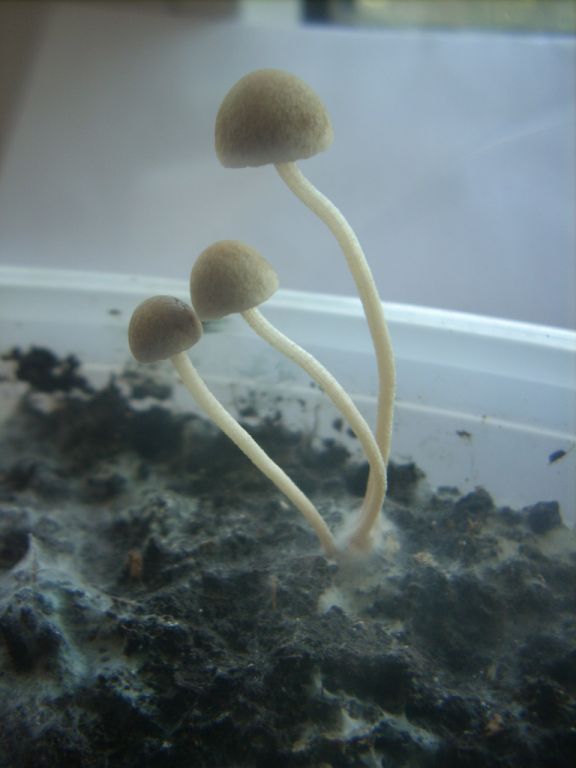 Panaeolus Cambodginiensis