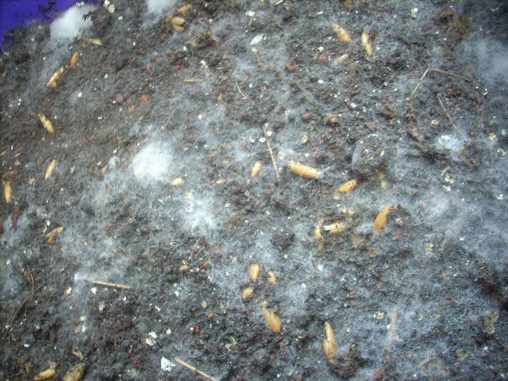 Panaeolus Cambodginiensis