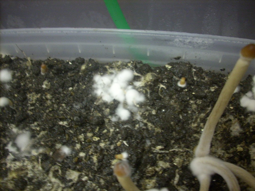 Psilocybe galindoi "Georgia ATL#7
